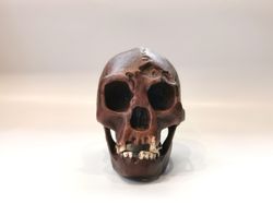 homo floresiensis skull replica (hobbit), full-size 3d printed flores man hominid skull, museum quality