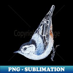 white breasted nuthatch - wild bird painting no background - modern sublimation png file - fashionable and fearless