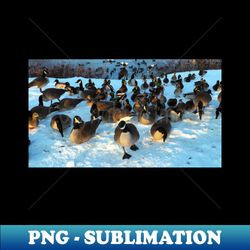 mallard duck and canada goose flock in the snow - instant png sublimation download - create with confidence