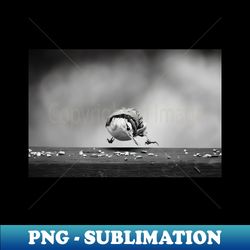 nuthatch in midair - sublimation-ready png file - unleash your inner rebellion