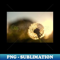 dandelion sunset photo - png sublimation digital download - defying the norms