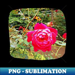 pink flower photography - instant sublimation digital download - capture imagination with every detail