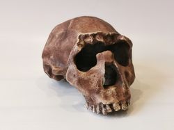 homo ergaster skull replica turkana boy, full-size 3d printed hominid skull without jaw, museum quality