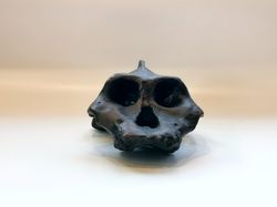 paranthropus aethiopicus skull replica, full-size 3d printed hominid skull without jaw, museum quality