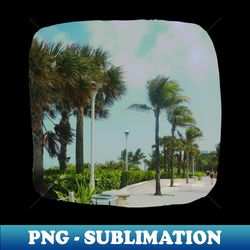 palm trees photo miami florida blue sky palmtree landscape usa nature lovers - png transparent sublimation file - bring your designs to life