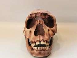 homo ergaster skull replica turkana boy, full-size 3d printed hominid skull, museum quality