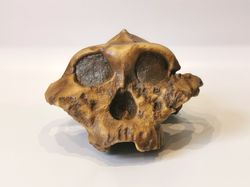 paranthropus boisei skull replica, full-size 3d printed hominid skull without jaw, museum quality