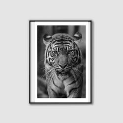 tiger print, tiger black white, safari prints, african animal, tiger wall art, tiger photo, tiger poster, nursery decor,