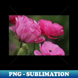 closeup deep peony pink ranunculus - digital sublimation download file - vibrant and eye-catching typography