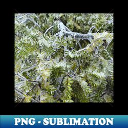 frozen canadian hemlock - freezing rain in the spring - decorative sublimation png file - defying the norms