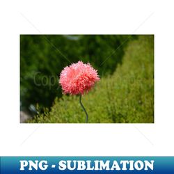pink powder puff flower - vintage sublimation png download - unleash your creativity