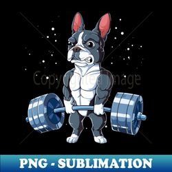 gym lover boston terrier weightlifting - premium png sublimation file - transform your sublimation creations