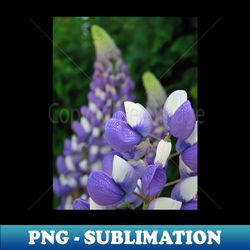 lupins - decorative sublimation png file - vibrant and eye-catching typography