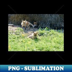 fox puppies  swiss artwork photography - retro png sublimation digital download - transform your sublimation creations