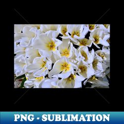 white flowers  swiss artwork photography - instant png sublimation download - unleash your creativity