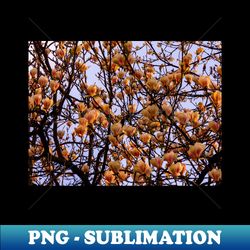 peach flowers spring colors photography - aesthetic sublimation digital file - perfect for personalization