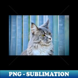 maine coon blue  swiss artwork photography - unique sublimation png download - perfect for sublimation art