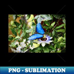 schmetterling morphofalter  swiss artwork photography - premium sublimation digital download - fashionable and fearless