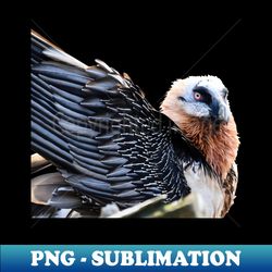 bearded vulture  swiss artwork photography - exclusive sublimation digital file - create with confidence