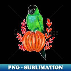 cute halloween nanday conure parrot on autumn pumpkin - png transparent sublimation design - unlock vibrant sublimation designs
