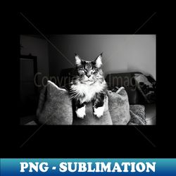 cat main coon black and white iii  swiss artwork photography - premium png sublimation file - vibrant and eye-catching typography