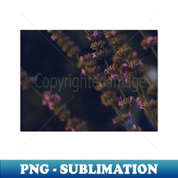 lavender flower field photography - digital sublimation download file - vibrant and eye-catching typography