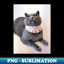 british shorthair waiting for something yummy - blue cat photograph - png transparent sublimation design - defying the norms