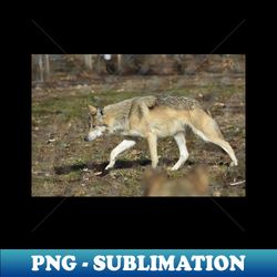 mexican grey wolf - modern sublimation png file - enhance your apparel with stunning detail