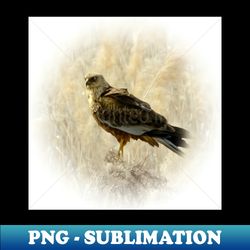 marsh harrier - premium png sublimation file - unleash your creativity