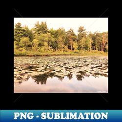 water lilies - golden - frontenac provincial park - sublimation-ready png file - fashionable and fearless