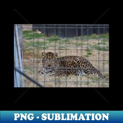 leopard photo - professional sublimation digital download - fashionable and fearless