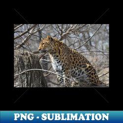 leopard in a tree - png sublimation digital download - unleash your inner rebellion