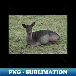 fallow deer - trendy sublimation digital download - boost your success with this inspirational png download