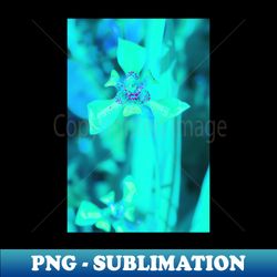 turquoise green lily blossom on turquoise background - premium sublimation digital download - transform your sublimation creations