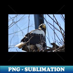 stellar sea eagle - special edition sublimation png file - enhance your apparel with stunning detail