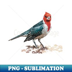 red-crested or brazilian cardinal - sublimation-ready png file - add a festive touch to every day