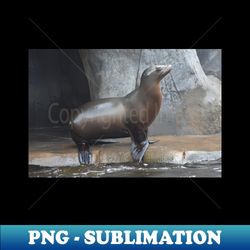 sea lion - exclusive png sublimation download - bring your designs to life