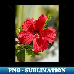 tropical flower photo - unique sublimation png download - perfect for creative projects