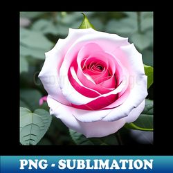 large pink roses on a white base - png transparent sublimation file - capture imagination with every detail