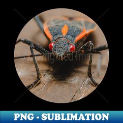 boxelder bug macro photograph - png transparent digital download file for sublimation - bring your designs to life