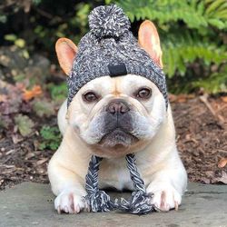 winter warm dog hats windproof knitting french bulldog hat for dogs chihuahua hat fluffy ball pet hat puppy accessories