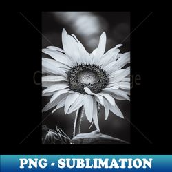 sunflower hour black and white photograph - png transparent sublimation file - instantly transform your sublimation projects