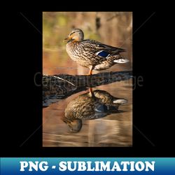 female mallards reflection photograph - high-quality png sublimation download - enhance your apparel with stunning detail