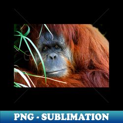 orang-utan - sublimation-ready png file - fashionable and fearless