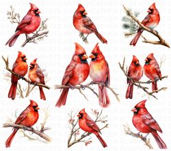 watercolor red cardinal clipart , memorial, cardinal clipart, remembrance png,digital paper clipart,watercolor illustrat
