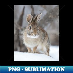Eastern Cottontail - PNG Sublimation Digital Download - Bring Your Designs to Life