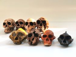 the deadlock branch of human evolution 3d printed small-sized hominid skull set for collection and decor