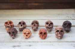 the main branch of human evolution 3d printed small-sized hominid skull set for collection and home decor