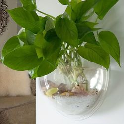 1pc free punching hydroponics planter, home decoration pot wall hanging mount bubble aquarium bowl fish tank aquarium