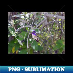 purple hummingbird - stylish sublimation digital download - defying the norms